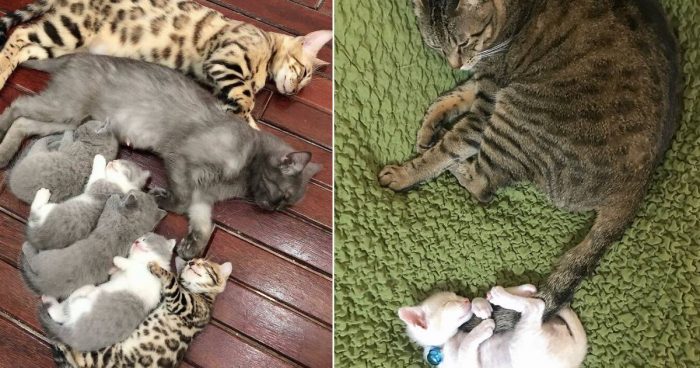 Cutest Cat Parenting Moments Ever (15 Photos)