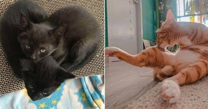 Your Daily Dose Of Cuteness (12 Cat Photos)