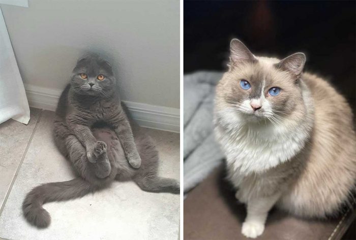 Best Cat Photos Sent To Us This Week (20 March 2022)