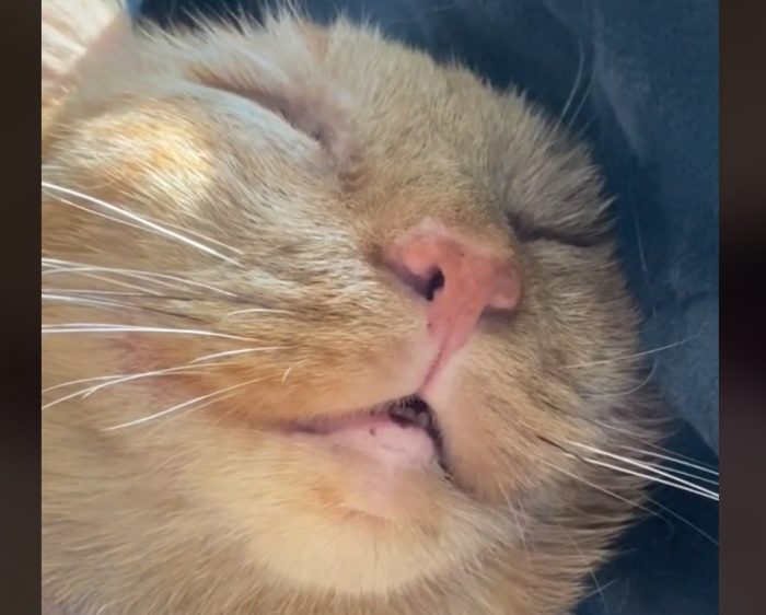 Cute Snoring Cat Video