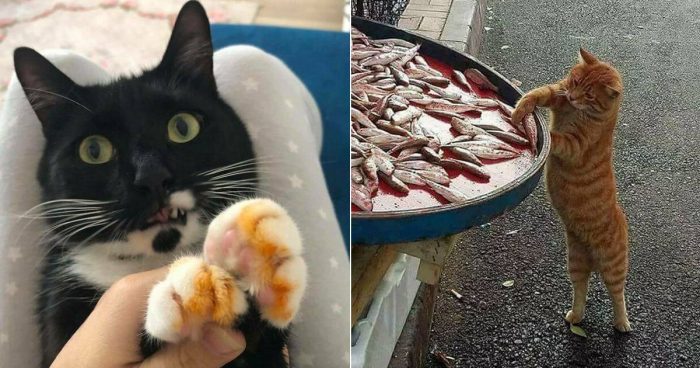 Cats Caught Red-Pawed When Stealing Food (15 Pics)