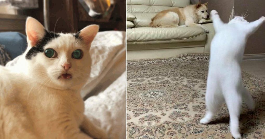 These Cats Are Aliens (15 Funny Pics) – Viral Cats Blog