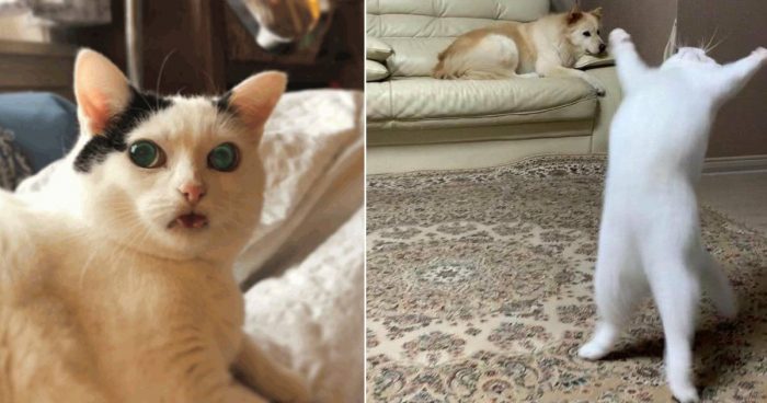 These Cats Are Aliens (15 Funny Pics)