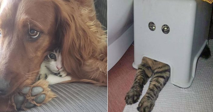 14 Cats Who Thought They Were Hiding, But Actually Weren’t
