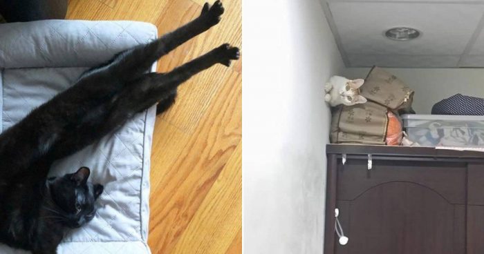 12 Cats Acting So Weird Owners Had To Take A Photo
