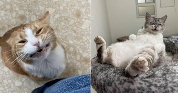 These 12 Scrungy Cats Will Make You Smile