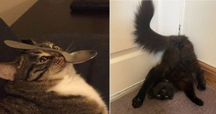 10 Weirdo Cats Funny Moments