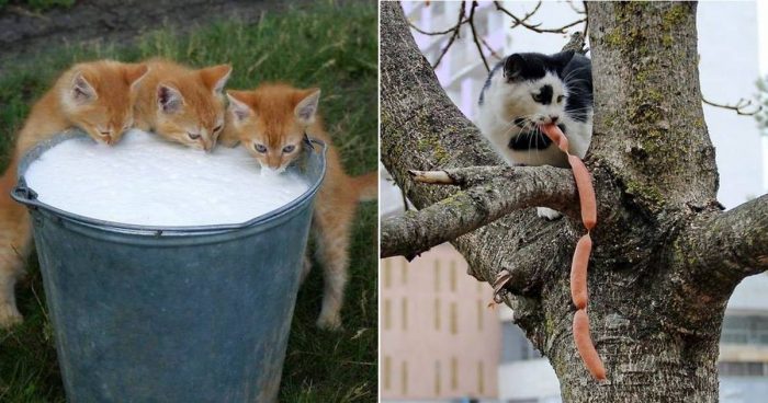 14 Funny Cats Caught Red-Pawed Stealing Food