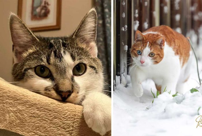 Best Cat Photos Sent To Us This Week (03 April 2022)