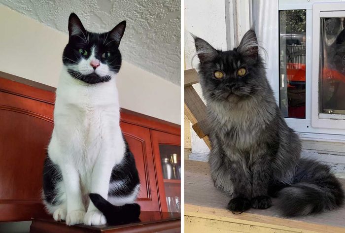 Best Cat Photos Sent To Us This Week (17 April 2022)