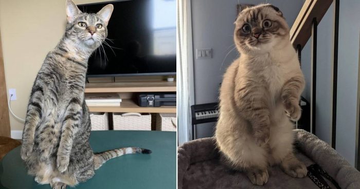 These 12 Cats Who Like Standing Up Are So Funny And Cute