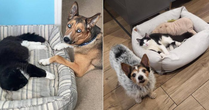 These 15 Cats Stole The Dog Beds And Did Not Care About The Pawlice