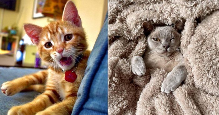These 12 Cat Photos Will Make You Go Aww