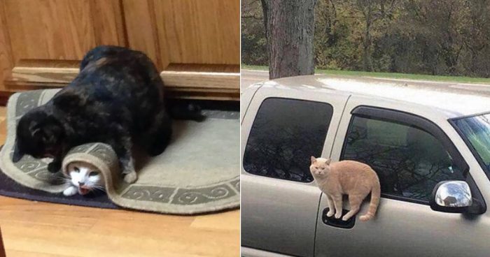 Hilarious Compilation With Cats Acting Strange ( 12 Pics)