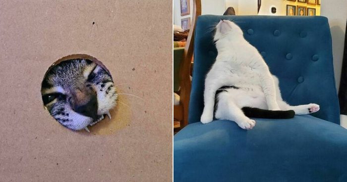 14 Times Cats Made Their Owner Think “What Is Wrong With My Cat”
