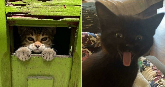 12 Of The Most Adorable Cats That Found Their Forever Home