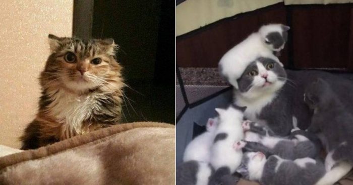 15 Hilariously Spot-On Tweets About Life With Cats
