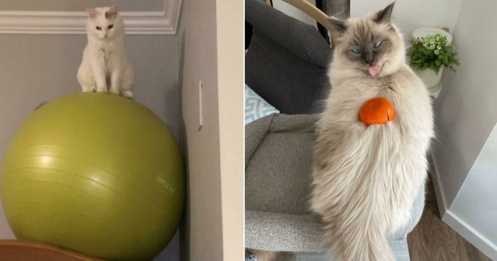 15 Hilarious Times Cats Acted Strangely