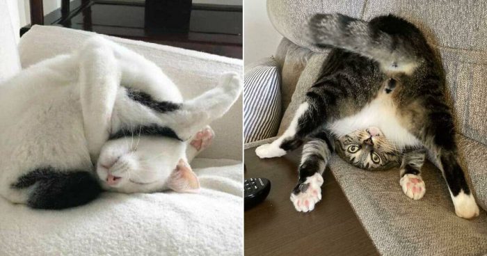 12 Times Cats Malfunctioned And Their Owners Had To Take A Photo