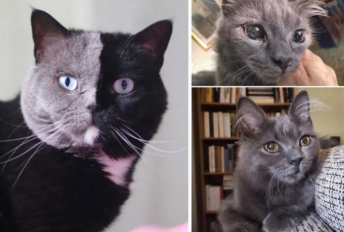 12 Of The Most Unique Cats Ever Spotted