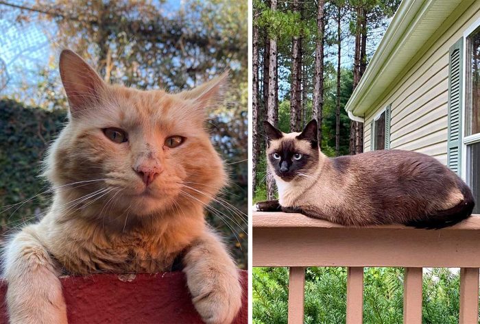 Best Cat Photos Sent To Us This Week (29 May 2022)