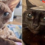 These Cats Are Aliens Hilarious Compilation (12 Pics)