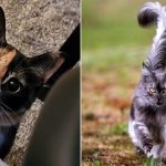 Best Cat Photos Sent To Us This Week (05 June 2022)