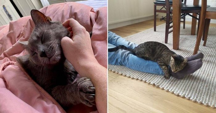 15 Funny ‘My House, Not My Cat’ Moments That Left Hoomans Bamboozled