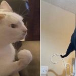 These 14 Cat Photos Will Make You Laugh