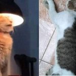 These 14 Dorky Cats Acting Weird Will Make You Laugh