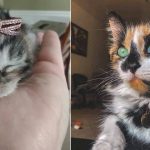 Best Cat Photos Sent To Us This Week (26 June 2022)