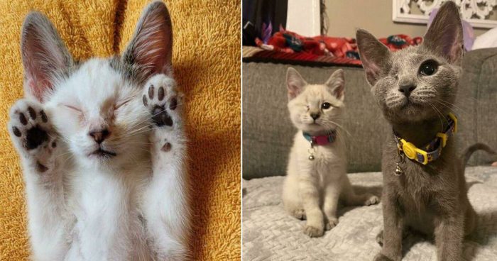 15 Wholesome Rescue Cat Pics That Will Make You Smile