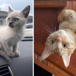 Best Cat Photos Sent To Us This Week (19 June 2022)