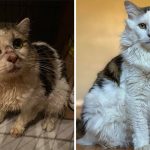 14 Uplifting Rescue Cat Pics That Will Make You Smile