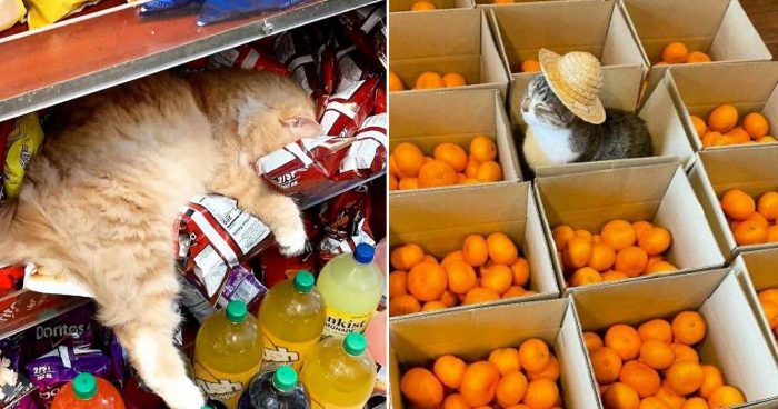 12 Photos Of Cats In Small Shops Looking Like They Own The Place