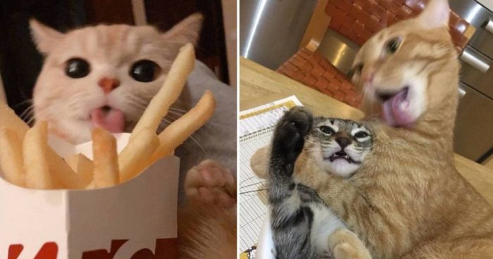 A Funny Compilation With Cats Acting Random (12 Pics)