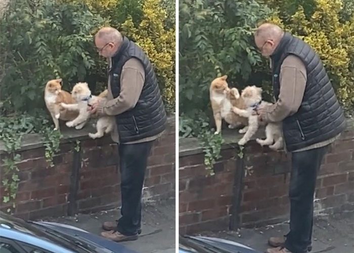 Video Of A Man Introducing His Dog To Neighborhood Cat Goes Viral