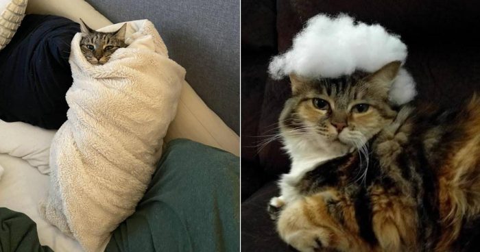 This Is My Life Meow Funny Compilation (12 Pics)
