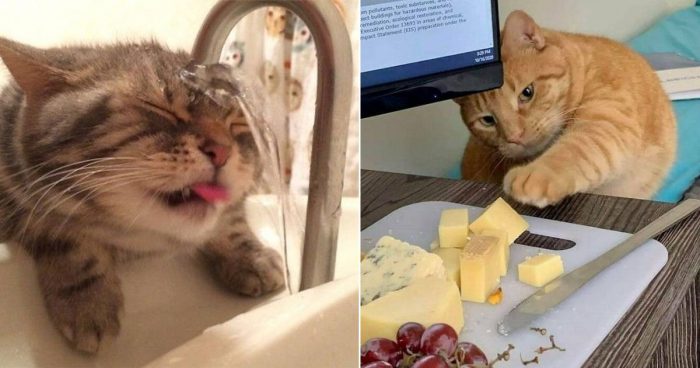 15 Nonsense Cat Pics That WIll Make You Laugh