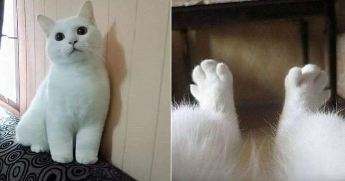 12 Of Cutest “Kitty Cankles”