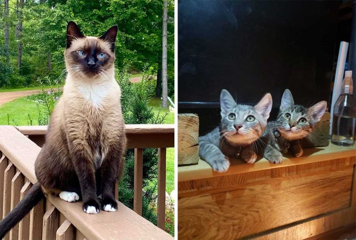 Best Cat Photos Sent To Us This Week (28 August 2022)