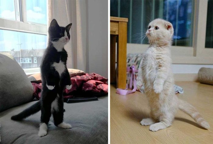 15 Funny Photos Of Cats Standing On Two Legs