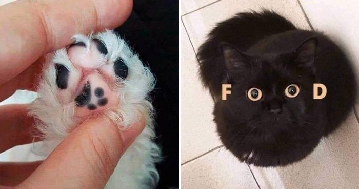 15 Purrfect Cat Memes That Will Make You Laugh