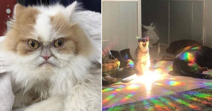 These Cats Are Aliens (12 Funny Pics)