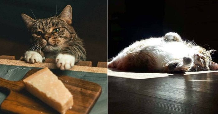 14 Times Photos Of Cats Perfectly Embodied Renaissance Art