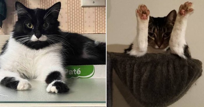 Best Cat Photos Sent To Us This Week (04 September 2022)