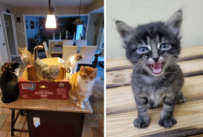 Best Cat Photos Sent To Us This Week (11 September 2022)