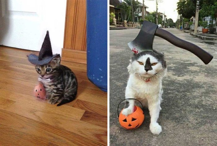 17 Spooky Cat Photos And Gifs ready for Halloween