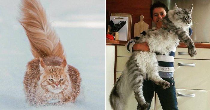 15 Photos Of The Fluffy And Majestic Side Of Norwegian Forest Cats