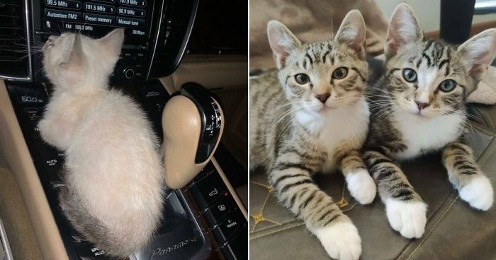 11 Wholesome Rescue Cat Photos That Will Bring A Smile